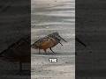 The Strangest Walking Bird in the World! 😱