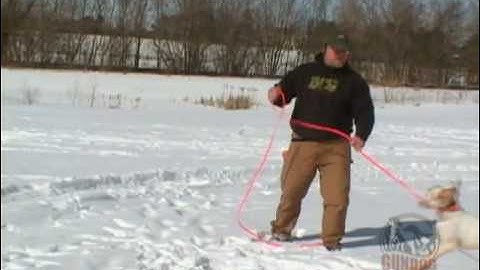Collar Conditioning with Gundog Trainer Tom Waite (visit www.gundog-trainer.com )