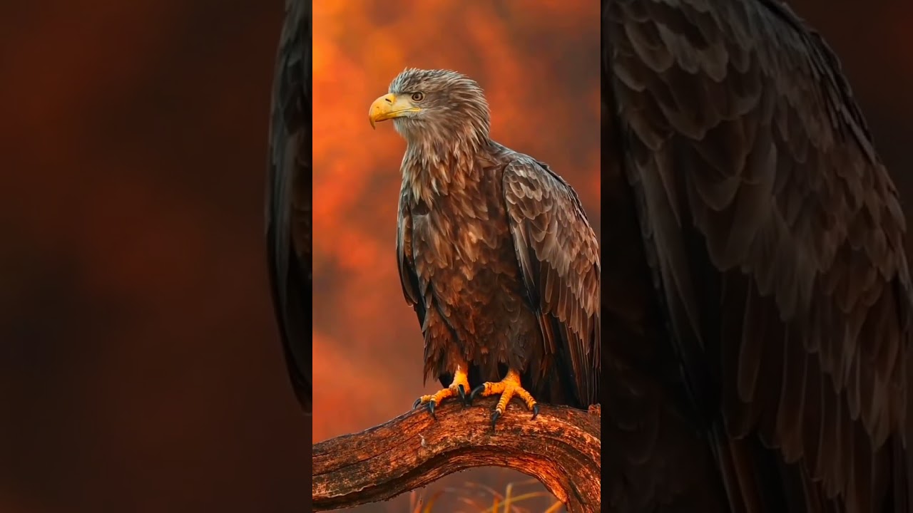 eagle/beautiful nature/the dangerous hunter/environment and ecology/