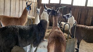 A typical morning at the llama farm 🦙