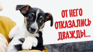 От нашего щенка отказались в Германии. Мы продаем щенков!?