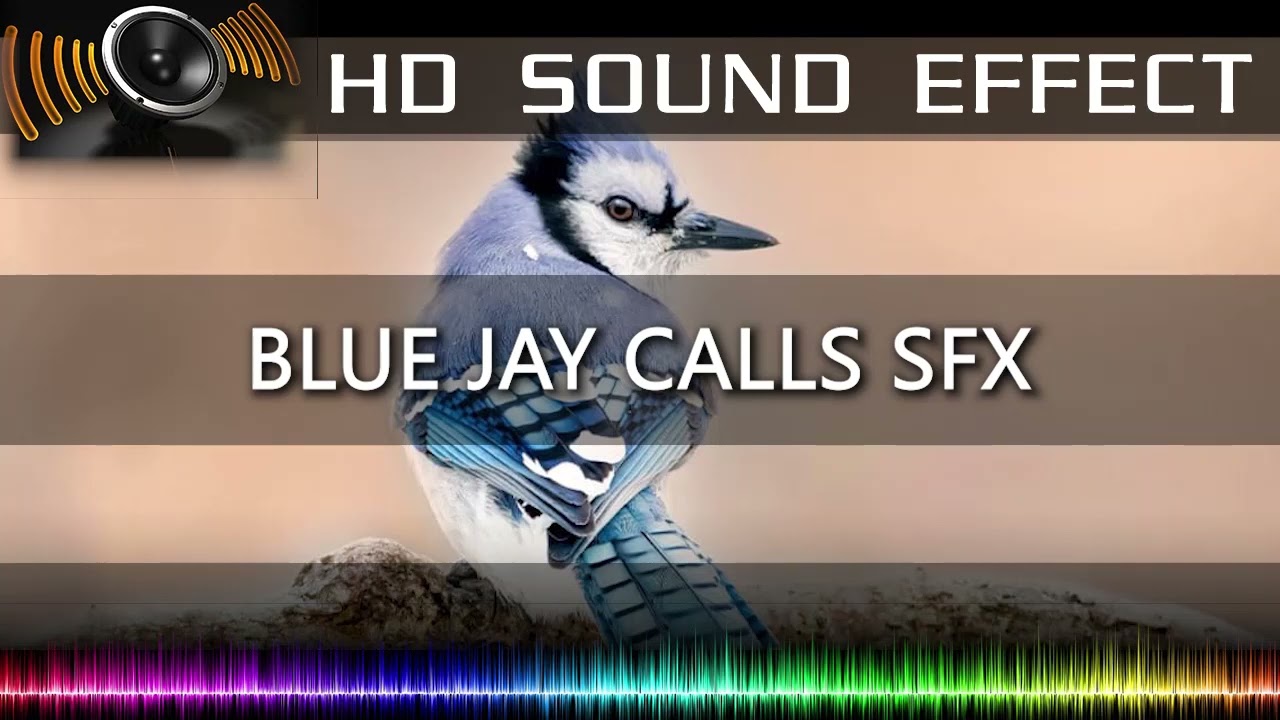 Blue Jay Bird Call Sound 🔉🐦 | HQ