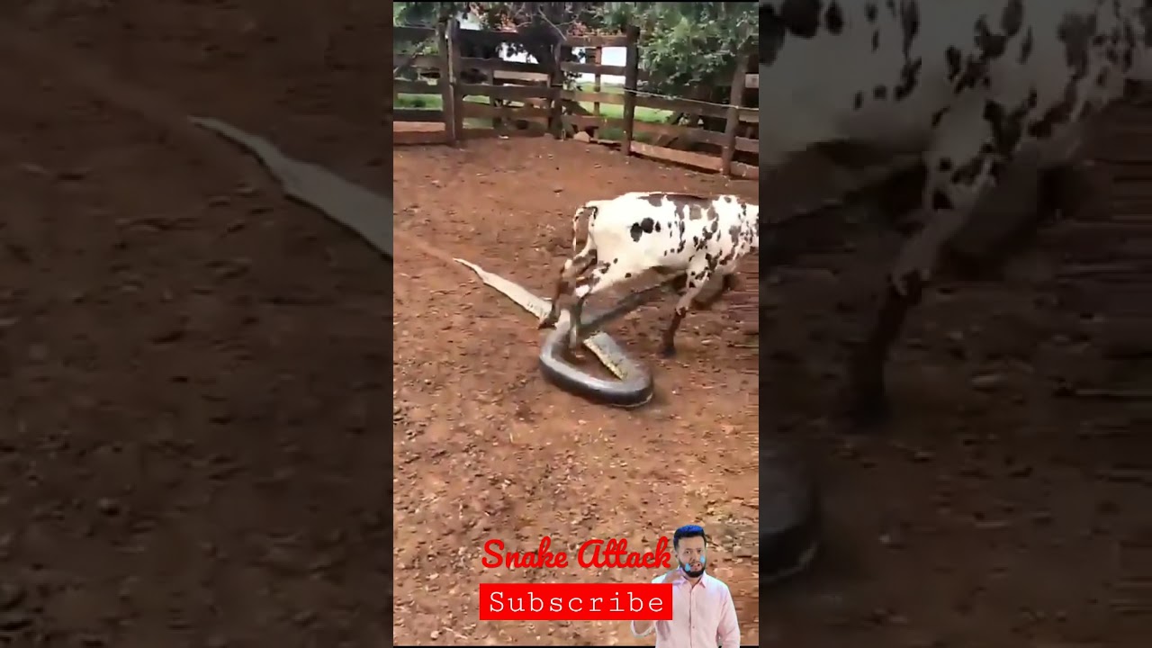 Snake Anaconda attack on calf - YouTube