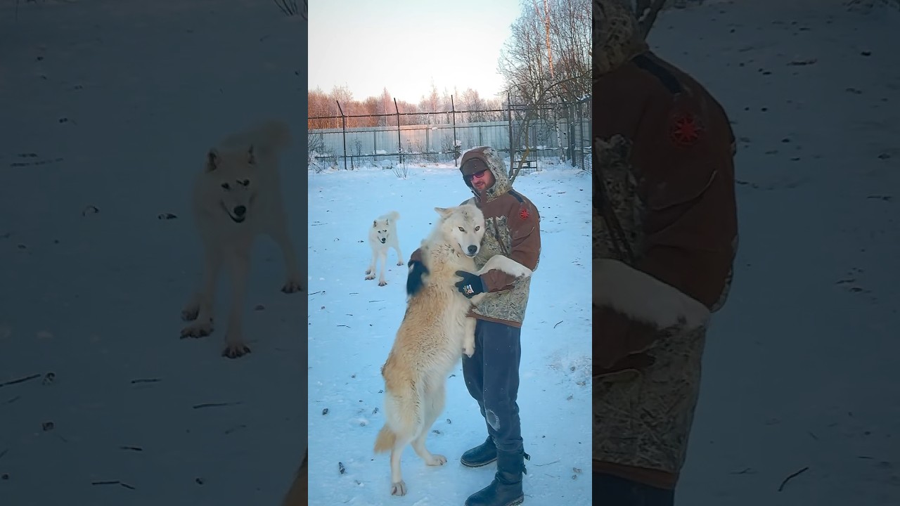 Канадский Волк МУРОМ 🧡 сын АКЕЛЫ 🖤 