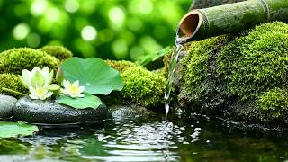 Natural Bamboo Water Garden 🎹 Minimal Piano Notes and Gentle Water Sounds for Anxiety Relief 24/7