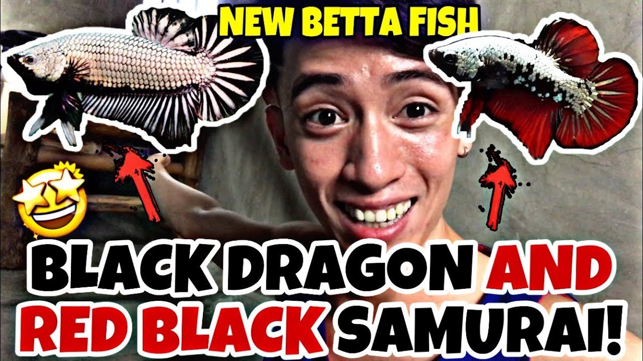 MY NEW BETTA FISH (IMPORTED) 