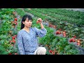 Big and sweet strawberry , cooking all kinds of delicious food把又大又甜的草莓，做成各種各樣的美食丨Lizhangliu Channel