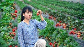 Big and sweet strawberry , cooking all kinds of delicious food把又大又甜的草莓，做成各種各樣的美食丨Lizhangliu Channel