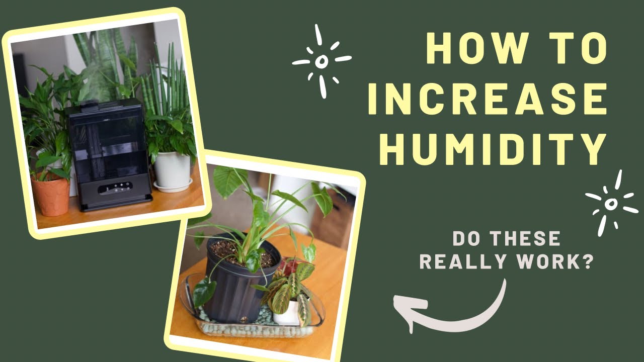 How to Increase Humidty for Indoor Plants | Review of REEMKIZZ Large Room Cool Mist Humidifier