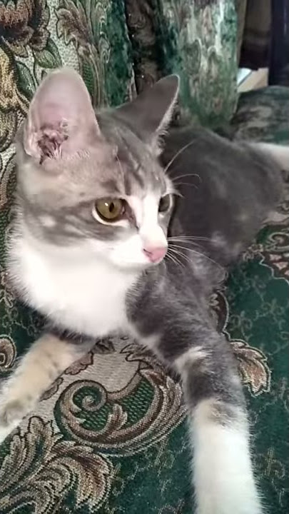 Me VS my cat! Kucing dimarahi majikan karena buang kotoran di dalalm rumah malah melawan balik
