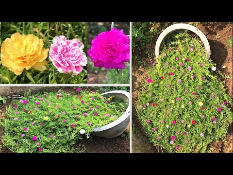 Video Trồng hoa mười giờ theo kiểu của Vườn & Nhà - youtube