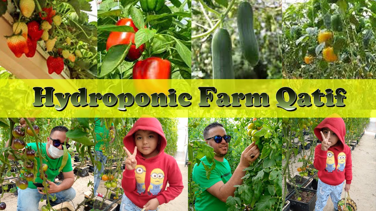 Dalia Farm Qatif Farm Picking in Dammam Saudi Arabia YouTube