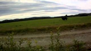 Labb Apporterar Canadagås