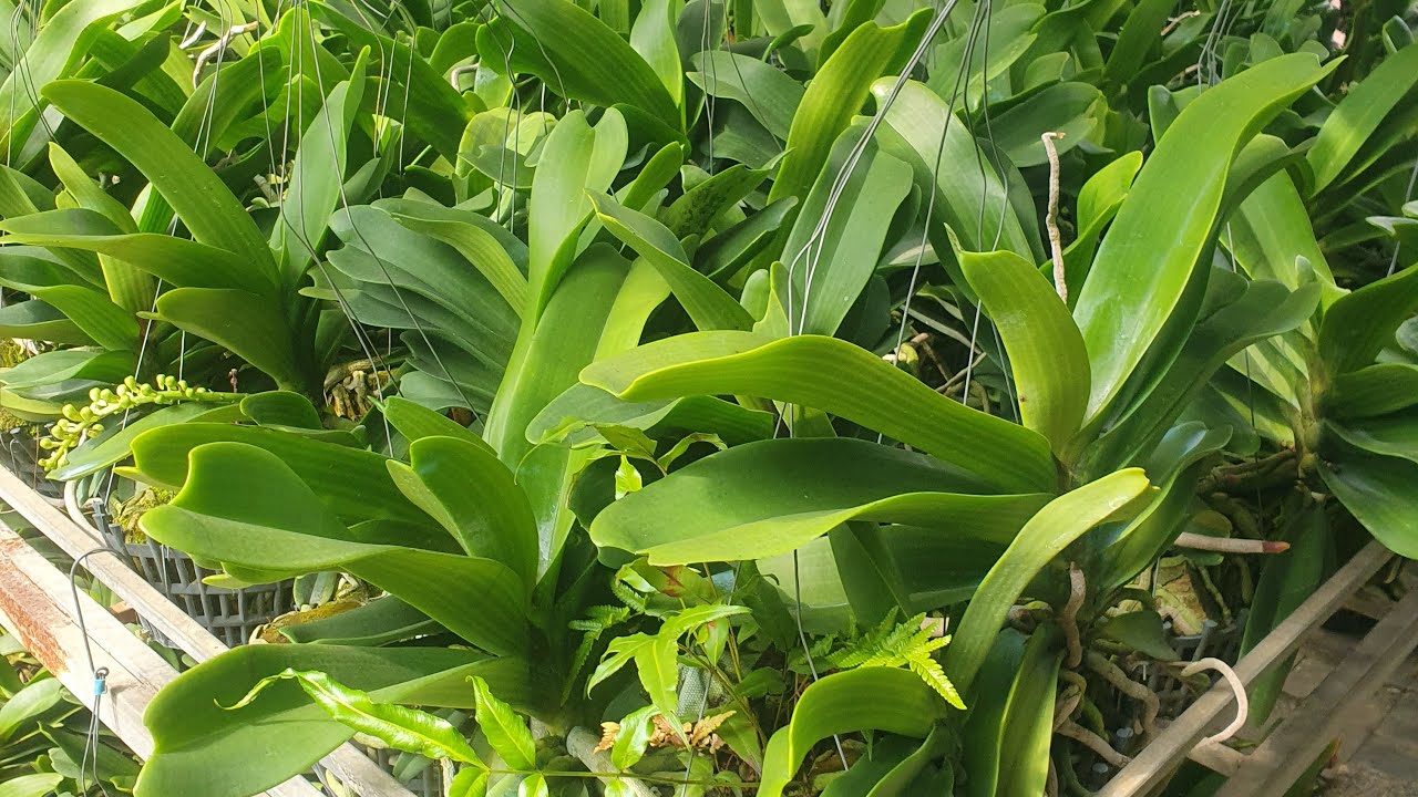 Đai châu vip nhiều nụ, nhiều màu, trụ to, giề cong hoa tết..đai châu vàng, xanh cốm @916594696