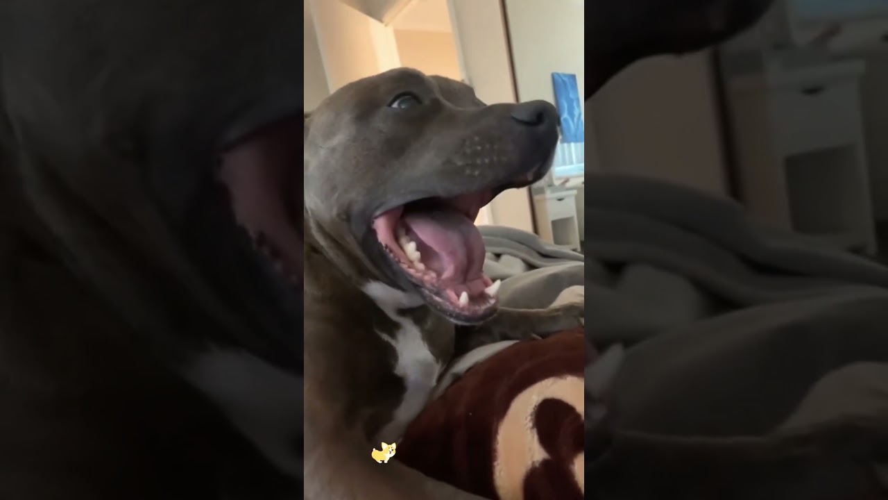 Funny and cute dogs compilation#funnydogs#cute#doglover#doglife#cure#dogshorts#pet#doglife#dogshorts