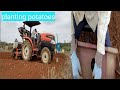 Japan farming how to plant potatoes 