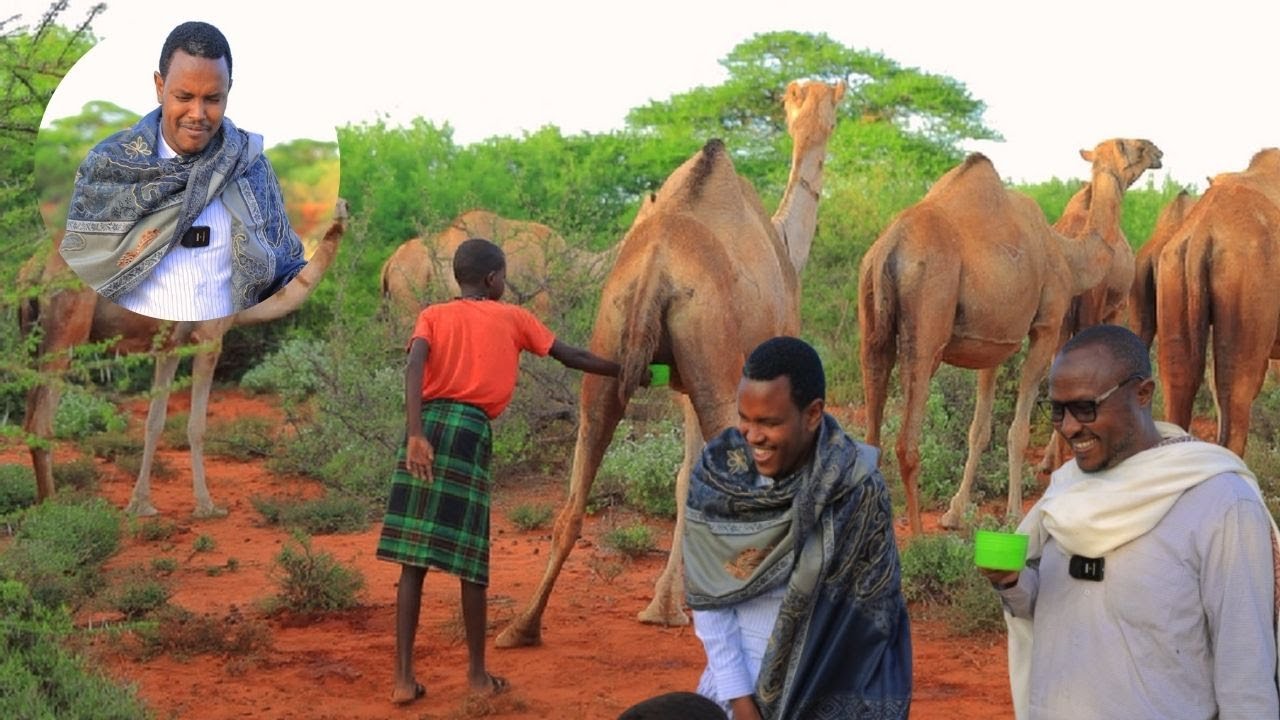 Waligaa kaadi Geel ma cabtay 24 saac iyo xerada Geela habyn qiimo badan