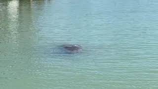 Manatee Fun with our Sunshine Bike Tours!