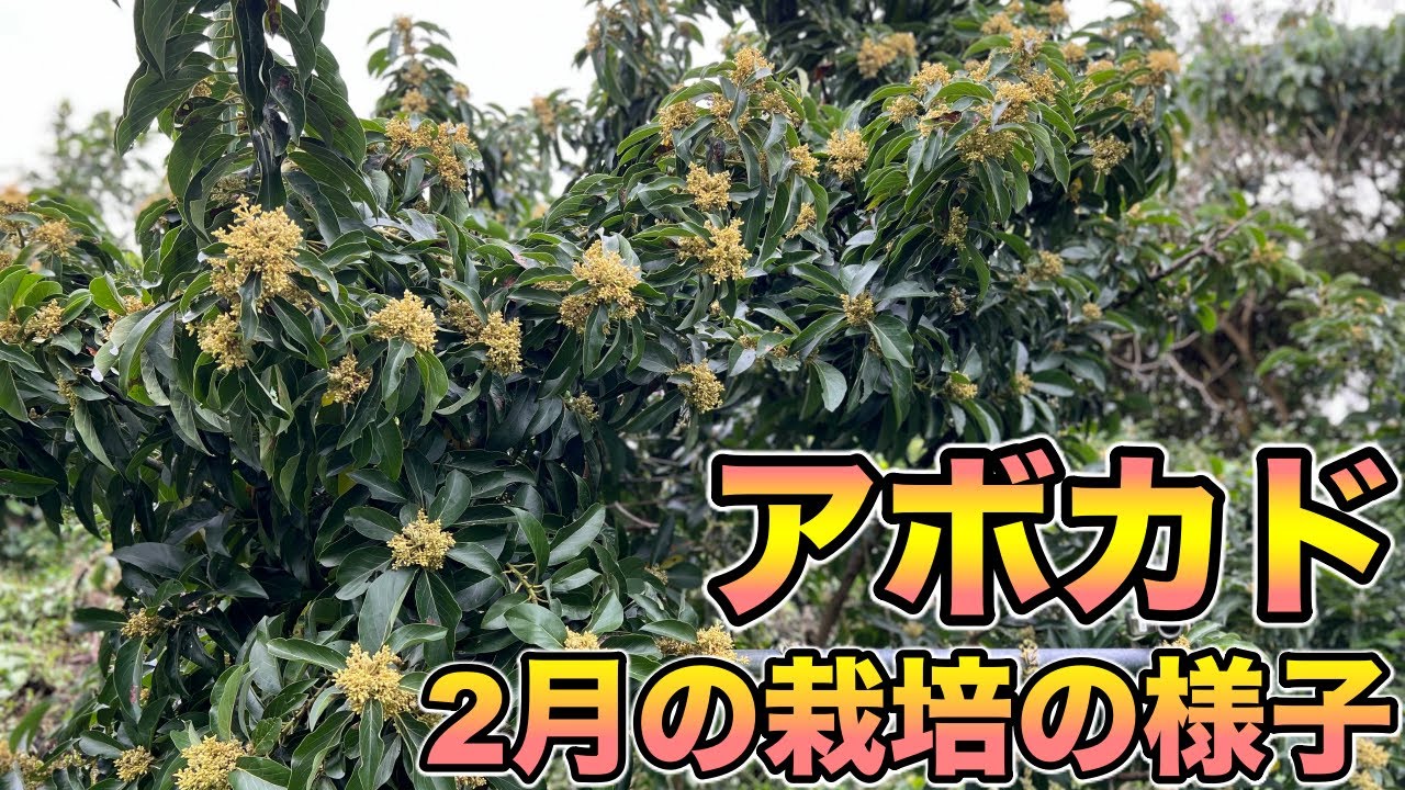 Avocado Variety With Good Pollen Quality Has Been Found Avocado Cultivation And Mixed Planting Youtube