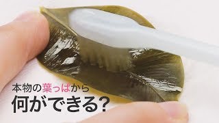 【DIY】スケルトンリーフが美しい♡手作りするならアクセにしよう