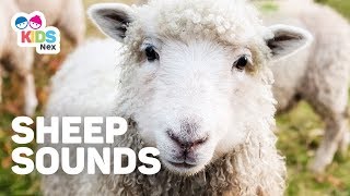 Animal Sounds For Kids - Sheep Sounds Baa