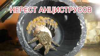 НЕРЕСТ АНЦИСТРУСОВ И УХОД ЗА МАЛЬКАМИ