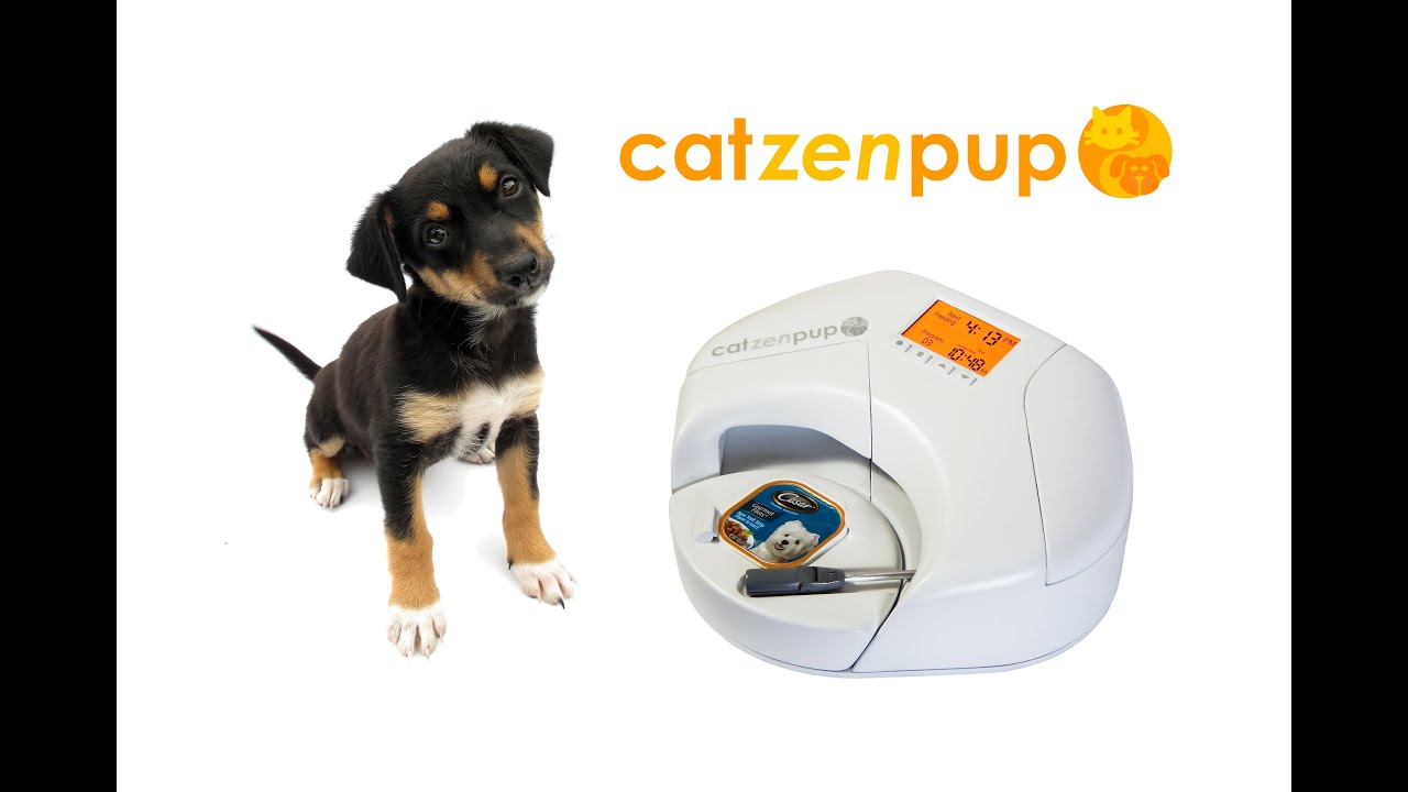 The Catzenpup WET FOOD Feeder Serves Cesar Canine Cuisine Dog Food