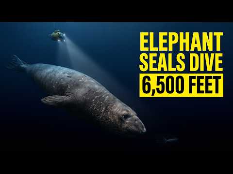 Why Elephant Seals Dive Deeper Than Most Submarines
