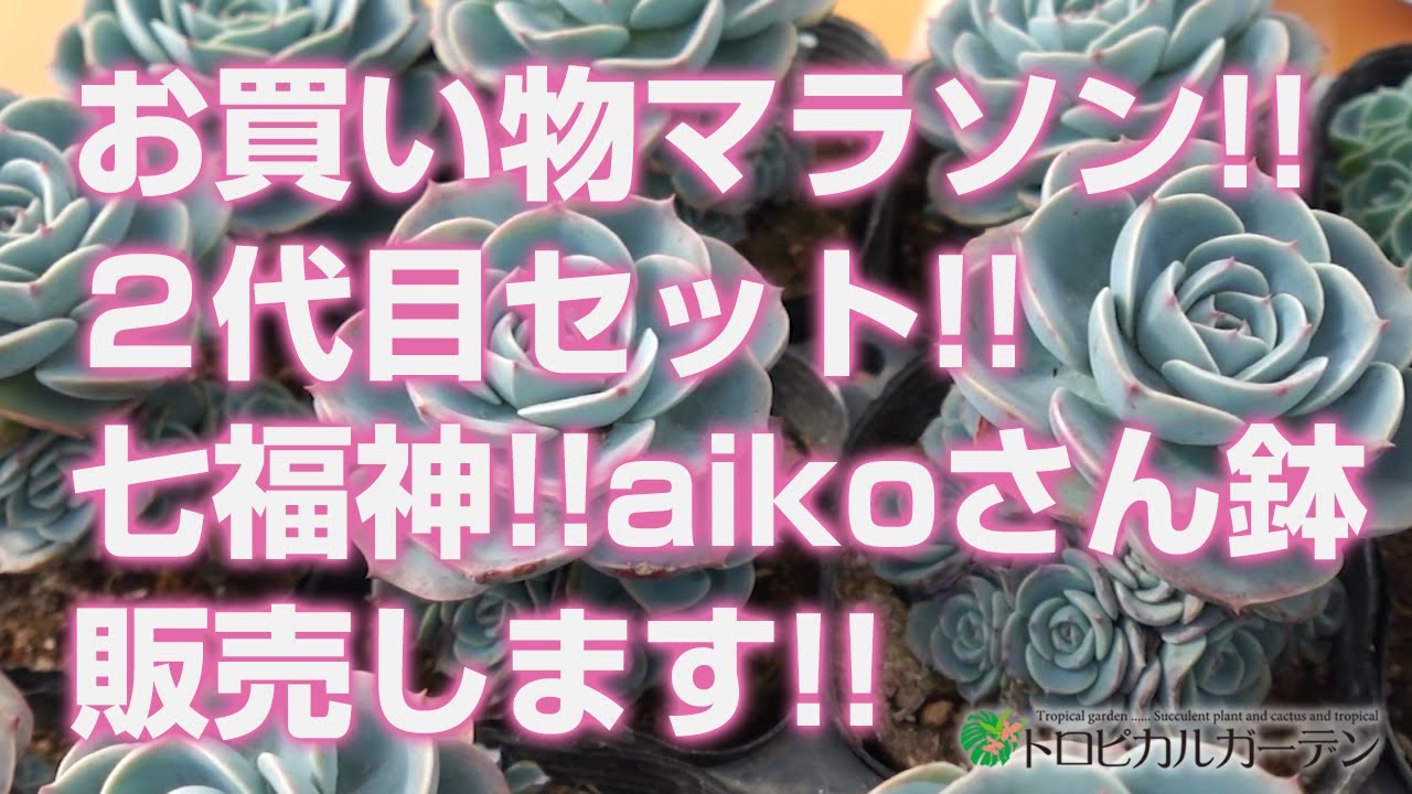 2024.01.26【Succulent】Shopping marathon!! Second generation set
