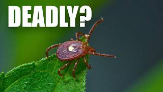 The Tick Problem Is Getting Out of Control
