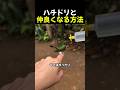 ハチドリと仲良くなる方法