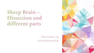 Sheep Brain Anatomy - Demonstration by Soma Mukhopadhyay