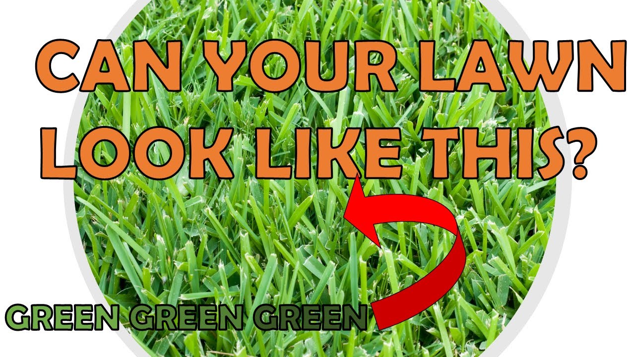 7 Spring Lawn Care TIPS & TRICKS For St. Augustine Grass YouTube