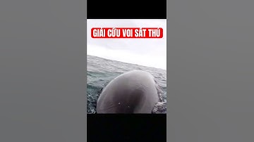 Cá voi con chặn thuyền cầu cứu con người — hành trình giải cứu cảm động khiến ai cũng rơi nước mắt