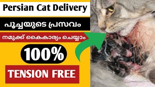 പൂച്ചകളുടെ പ്രസവ സുശ്രുഷ Persian Cat pregnancy Care |  #mehrinscatvlog