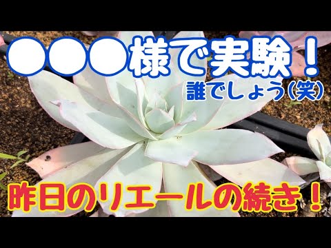 ✨●●●様で実験‼️誰でしょう(笑)昨日のリエールの続き❗️【多肉植物】【ガーデニング】2023年8月6日