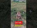 #Maa mujhe apne Aanchal may chupa le#subscribe#treading#viral#reels#cute#baby#monkey#monkey video