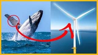 Top 10 Uitvindingen Gebaseerd Op De Natuur