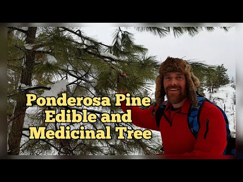 Video: Ponderosa Pine Information - Ta hand om Ponderosa Pine Trees