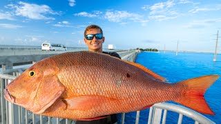 Most EXPENSIVE Fish Caught off Pier! Catch Clean Cook (Florida Keys Bridge Fishing)