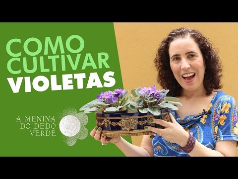 Nô Figueiredo Ensina Como Cultivar Violetas