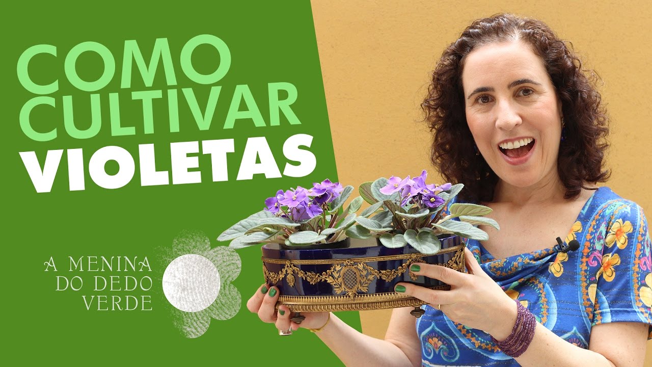 Nô Figueiredo Ensina Como Cultivar Violetas Nô Figueiredo Ensina Como Cultivar Violetas