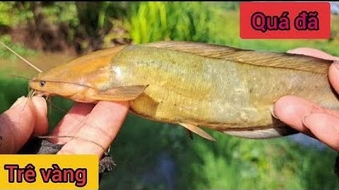 con kênh nhỏ ở đức huệ cá rô trê vàng thác lác ngon lành@lê hùngvlogt25