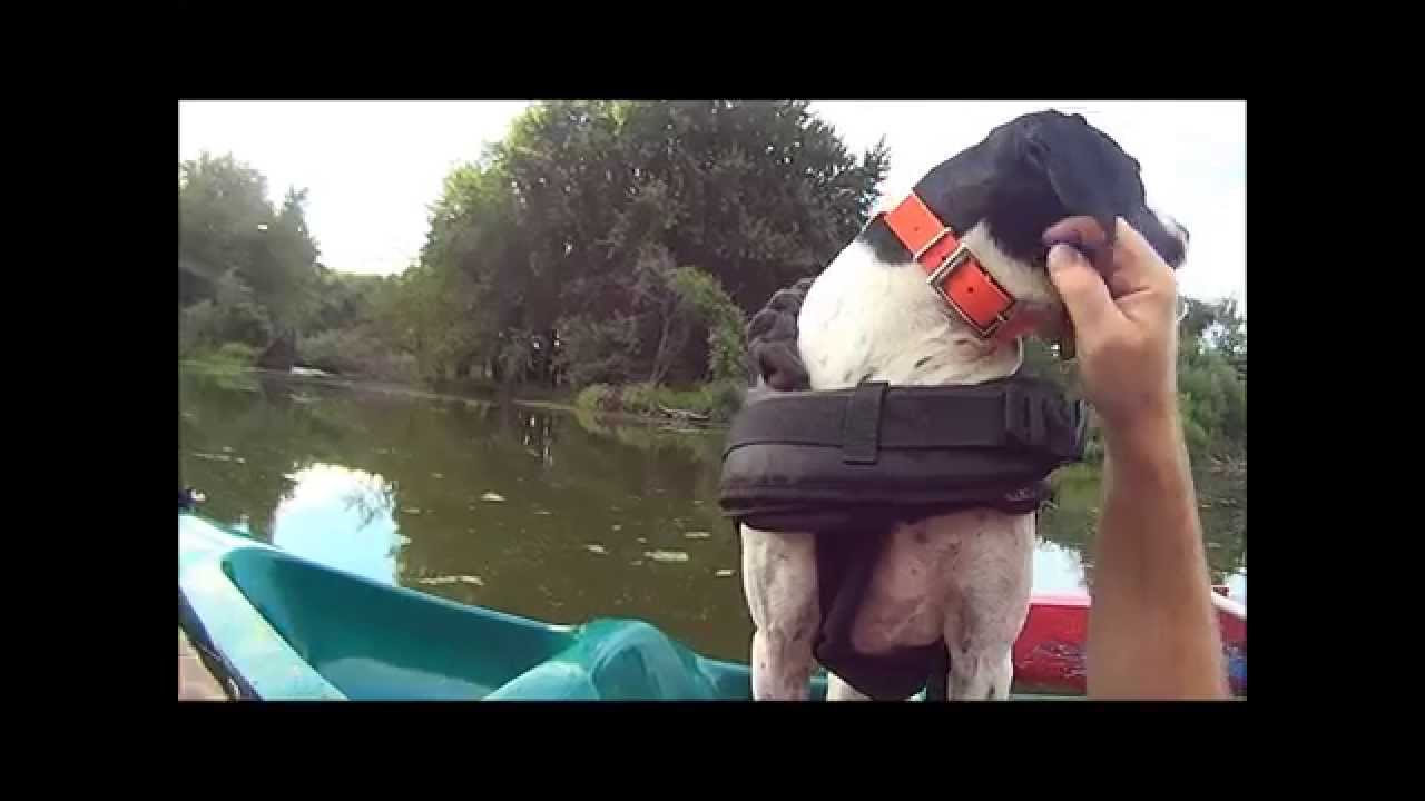 Human Powered Pedal Boat  With Dogs !