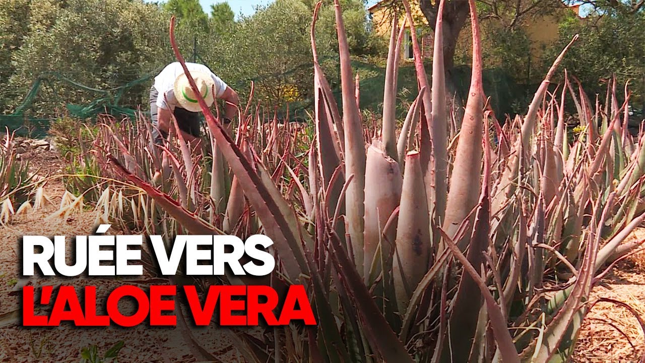 Aloe Vera : bienfaits ou business ? La face cachée du nouveau produit star - Enquête AMP