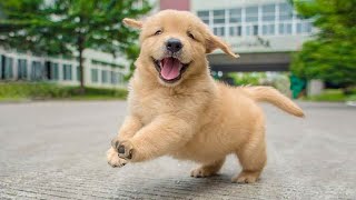 Funniest & Cutest Golden Retriever Puppies - 30 Minutes of Funny Puppy Videos 2022 #18
