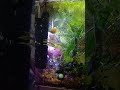 hungry fish #hungry #fish #pets #love #viral #happy #water #wet #cute #funny #beautiful #baby #cool
