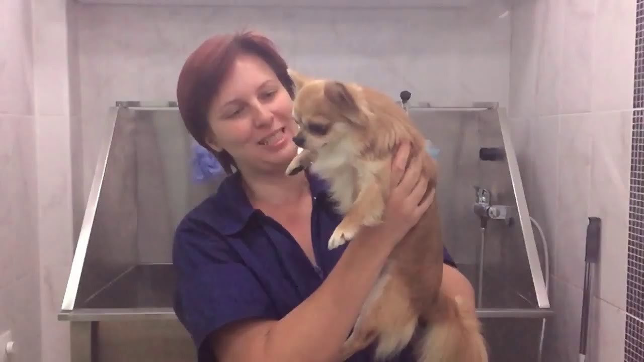 СПА салон красоты для кошек и собак 'Salon De Beaute'