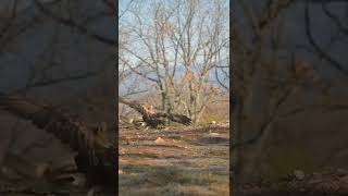 fox vs Eagle fight
