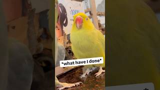 A kiss sent him over the edge! 💋 #talkingbird #talkingparrot #cutepets #funnypets #couplevlogs